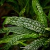 Microsorum pteropus 'Green Gnome'
