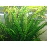 Aponogeton longiplumulosus — dzīvs akvārija augs