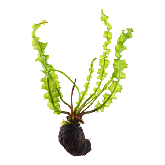 Aponogeton longiplumosus