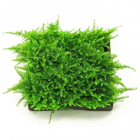 Dzīvās akvārija sūnas - Vesicularia sp. "Mini Christmas Moss" - 10 gramu porcija - Retums
