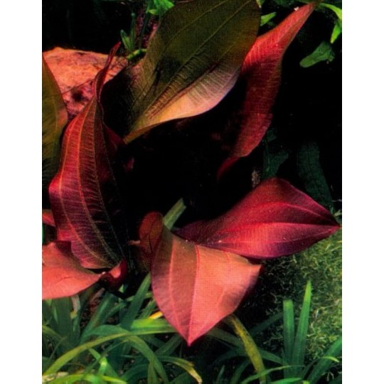 Echinodorus Regine Hildebrandt