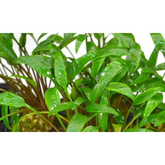 Dzīvs akvārija augs - Cryptocoryne lucens