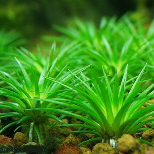 Eriocaulon sp. Vietnam
