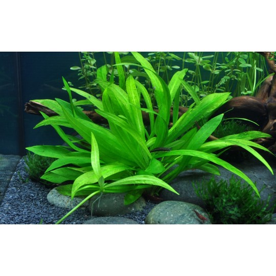 Helanthium bolivianum 'Quadricostatus'