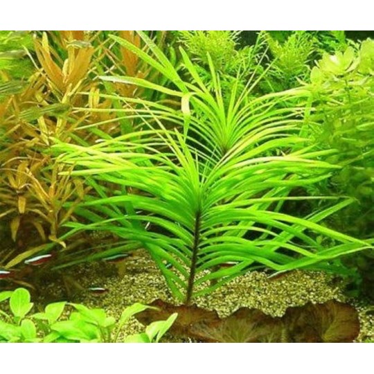 Eichhornia azurea