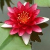 Nymphaea Rot/Red/Rojo - Water lilies - RIZOM / KNOLLE