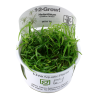 Helanthium tenellum 'Green'