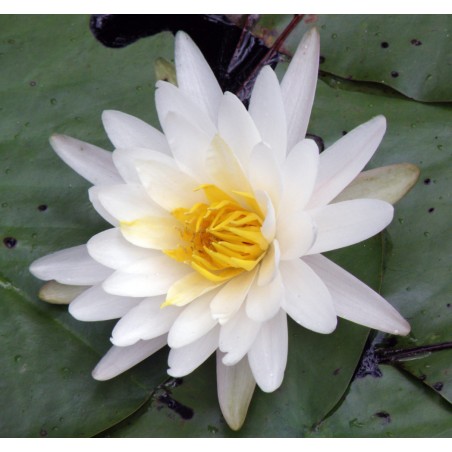 Nymphaea Weiss/White/Blanco - White Waterlily - RIZOM / KNOLLE