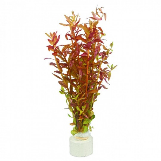 Rotala rotundifolia 'Blood Red' - 1 ķekars