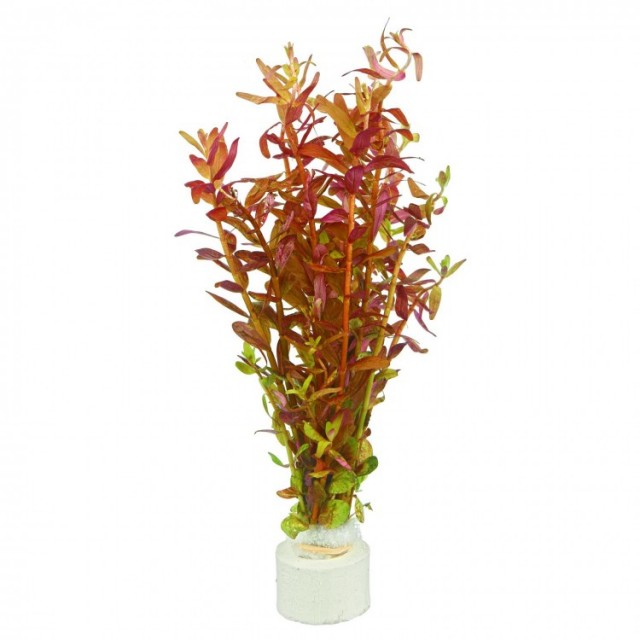 Rotala rotundifolia 'Blood Red' - 1 ķekars