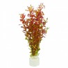 Rotala rotundifolia 'Blood Red' - 1 ķekars