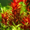 Rotala rotundifolia 'Blood Red' - 1 ķekars