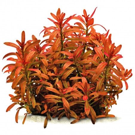 Rotala ramosior "Sunset" - 1 bunch
