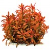 Rotala ramosior "Sunset" - 1 bunch