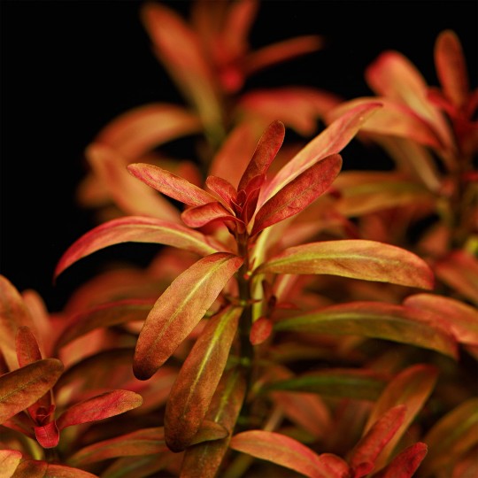 Rotala ramosior "Sunset" - 1 bunch