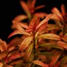 Rotala ramosior "Sunset" - 1 bunch
