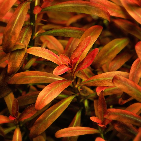 Rotala ramosior "Sunset" - 1 bunch