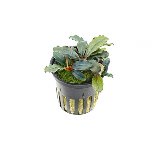 Bucephalandra sp. "Maia"