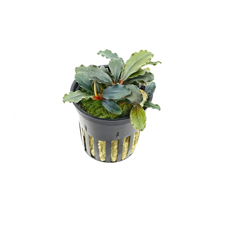 Bucephalandra sp. "Maia"