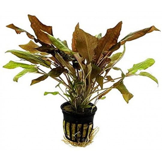 Cryptocoryne affinis sp red