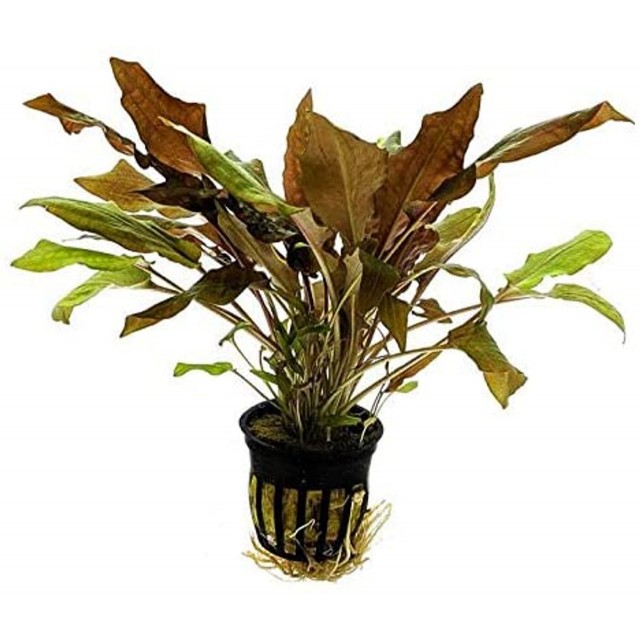 Cryptocoryne affinis sp red