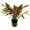 Cryptocoryne affinis sp red