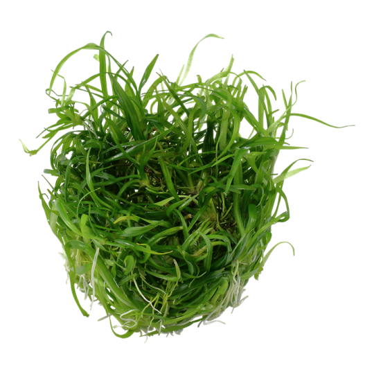Helanthium tenellum 'Green'