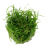 Helanthium tenellum 'Green'