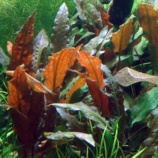Cryptocoryne affinis sp red