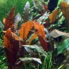 Cryptocoryne affinis sp red