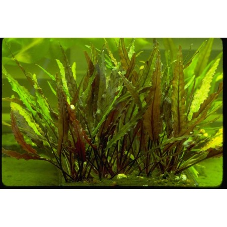Cryptocoryne veinghera - RARE