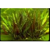 Cryptocoryne veinghera - RARE