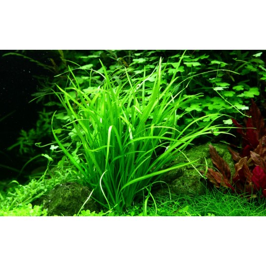 Helanthium tenellum 'Green'