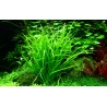 Helanthium tenellum 'Green'