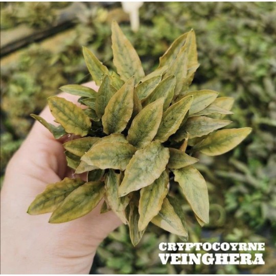 Cryptocoryne veinghera - RARE