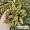 Cryptocoryne veinghera - RARE