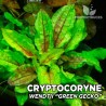 Cryptocoryne wendtii Green Gecko