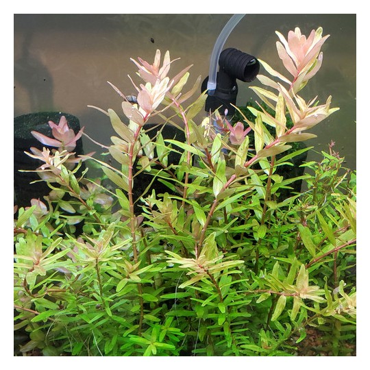 Rotala rotundifolia 'Shimoga' - 1 Bunch