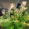 Rotala rotundifolia 'Shimoga' - 1 Bunch