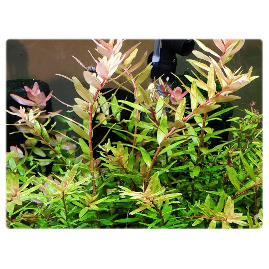 Rotala rotundifolia 'Shimoga' - 1 Bunch