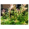 Rotala rotundifolia 'Shimoga' - 1 Bunch