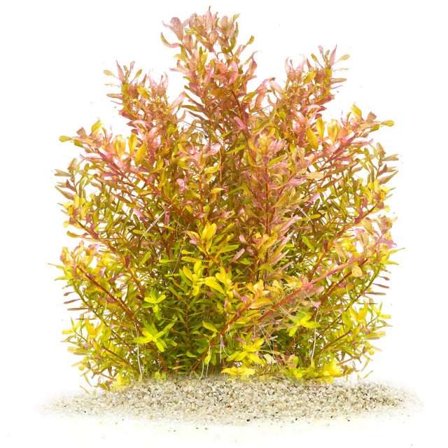 Rotala rotundifolia 'Shimoga' - 1 Bunch