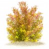 Rotala rotundifolia 'Shimoga' - 1 Bunch