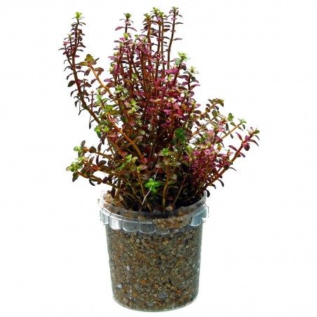Rotala macrandra 'Mini Type 2' - 1 bunch