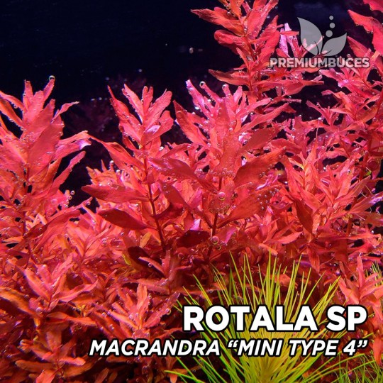 Rotala macrandra 'Mini Type 4' - 1 Bunch