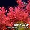 Rotala macrandra 'Mini Type 4' - 1 Bunch