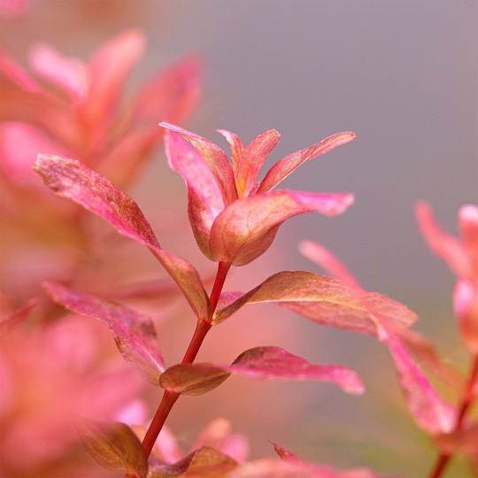 Rotala macrandra 'Mini Type 4' - 1 Bunch