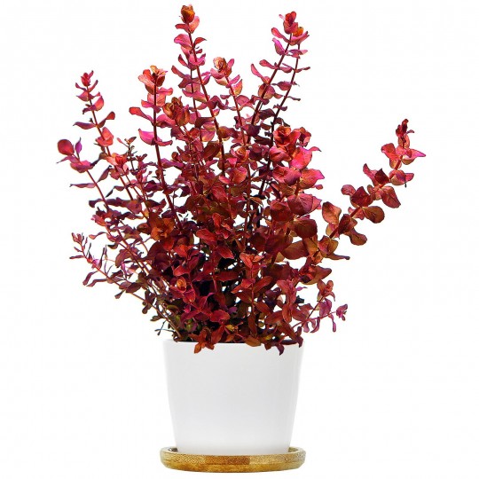 Rotala macrandra 'Mini Type 4' - 1 Bunch