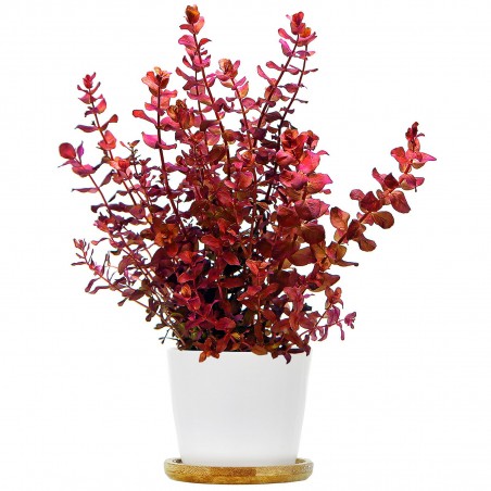 Rotala macrandra 'Mini Type 4' - 1 Bunch