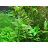 Ammannia capitellata - 1 Bunch